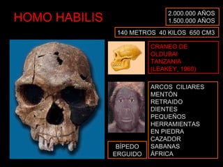 HOMO HABILIS 2.000.000 AÑOS 1.500.000 AÑOS CRANEO DE OLDUBAI TANZANIA (LEAKEY, 1960) ARCOS  CILIARES MENTÓN RETRAIDO DIENTES PEQUEÑOS HERRAMIENTAS EN PIEDRA CAZADOR SABANAS ÁFRICA 140 METROS  40 KILOS  650 CM3 BÍPEDO ERGUIDO 