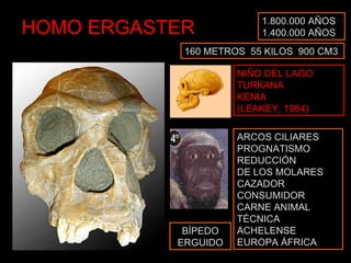 HOMO ERGASTER 1.800.000 AÑOS 1.400.000 AÑOS NIÑO DEL LAGO TURKANA KENIA (LEAKEY, 1984) ARCOS CILIARES PROGNATISMO REDUCCIÓN DE LOS MOLARES CAZADOR CONSUMIDOR CARNE ANIMAL TÉCNICA ACHELENSE EUROPA ÁFRICA 160 METROS  55 KILOS  900 CM3 BÍPEDO ERGUIDO 