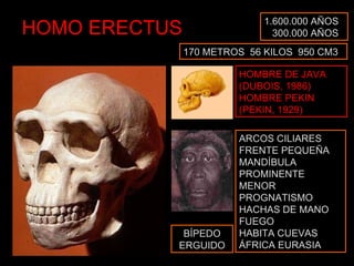 HOMO ERECTUS 1.600.000 AÑOS 300.000 AÑOS HOMBRE DE JAVA (DUBOIS, 1986) HOMBRE PEKIN (PEKIN, 1929) ARCOS CILIARES FRENTE PEQUEÑA MANDÍBULA PROMINENTE MENOR PROGNATISMO HACHAS DE MANO FUEGO HABITA CUEVAS ÁFRICA EURASIA 170 METROS  56 KILOS  950 CM3 BÍPEDO ERGUIDO 