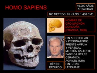 HOMO SAPIENS 40.000 AÑOS ACTALIDAD HOMBRE DE CRO-MAGNON DORDOÑA (FRANCIA, 1868) SIN ARCO CILIAR Y PROGNATISMO FRENTE AMPLIA Y VERTICAL MENTÓN SALIENTE FABRICA UTILES CERÁMICA AGRICULTURA PINTURAS LENGUAJE 165 METROS  65 KILOS  1.400 CM3 BÍPEDO ERGUIDO 