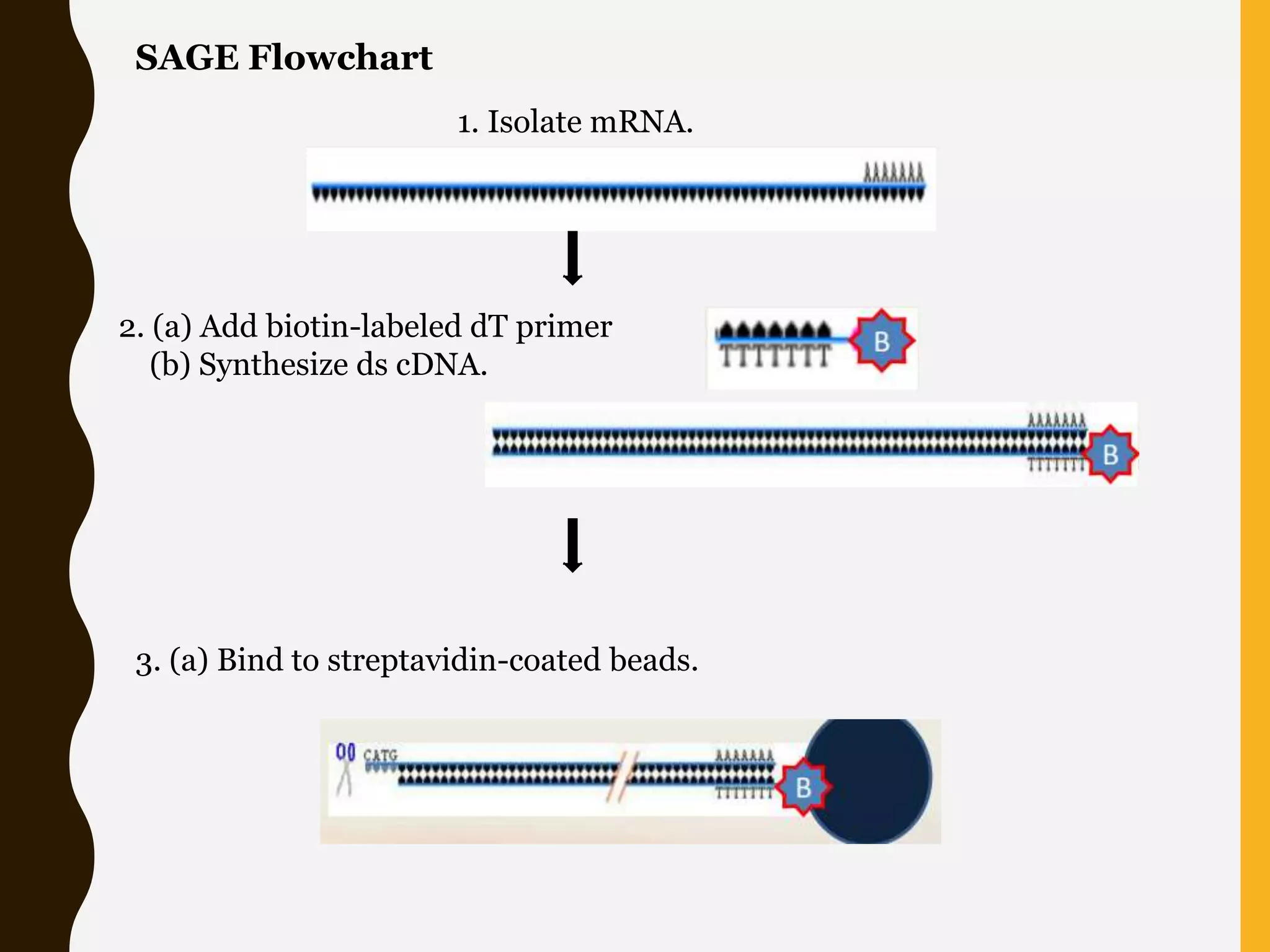 SAGE Flowchart
1. Isolate mRNA.
2. (a) Add biotin-labeled dT primer
(b) Synthesize ds cDNA.
3. (a) Bind to streptavidin-coated beads.
 