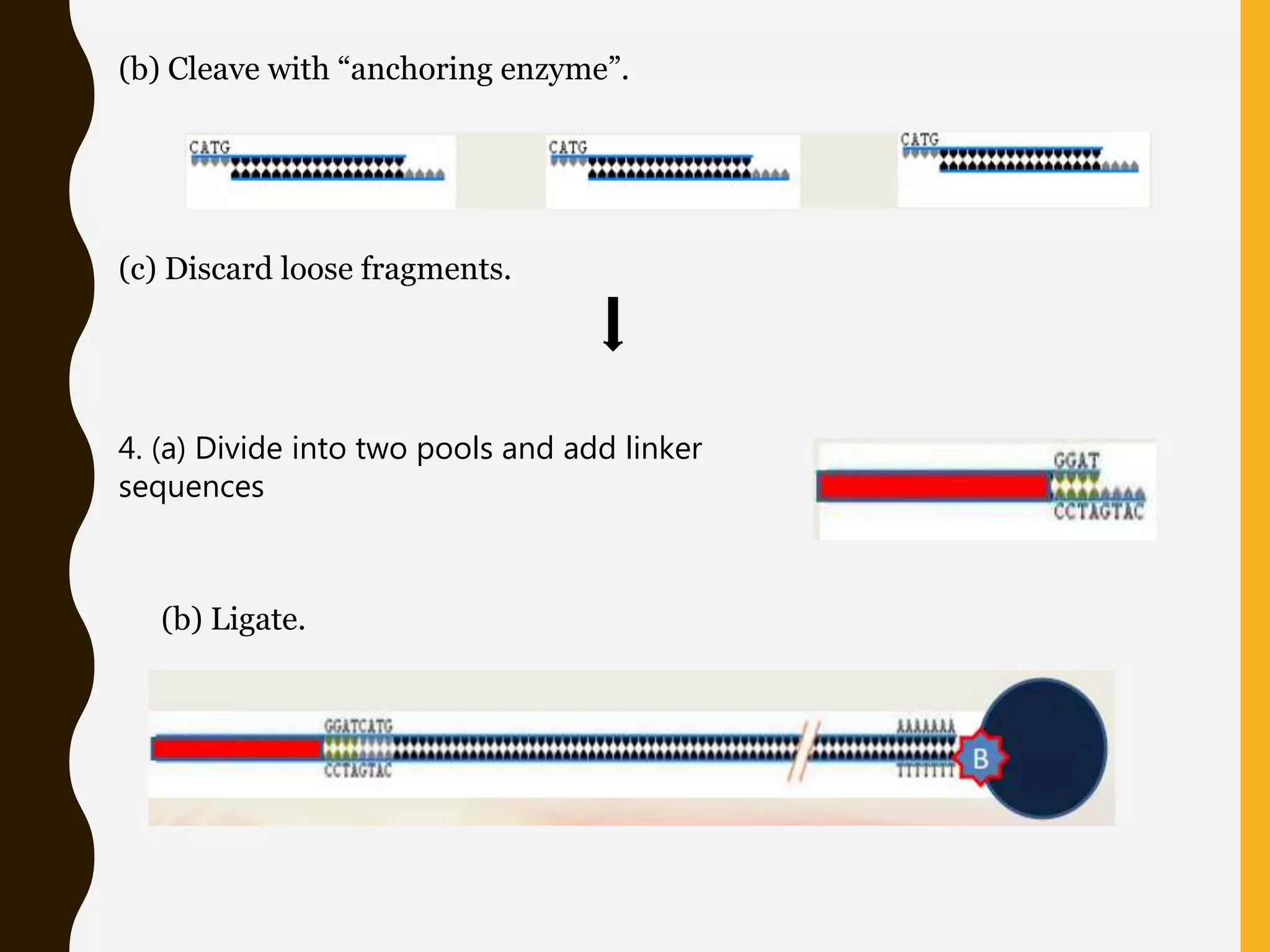 (b) Cleave with “anchoring enzyme”.
(c) Discard loose fragments.
4. (a) Divide into two pools and add linker
sequences
(b) Ligate.
 