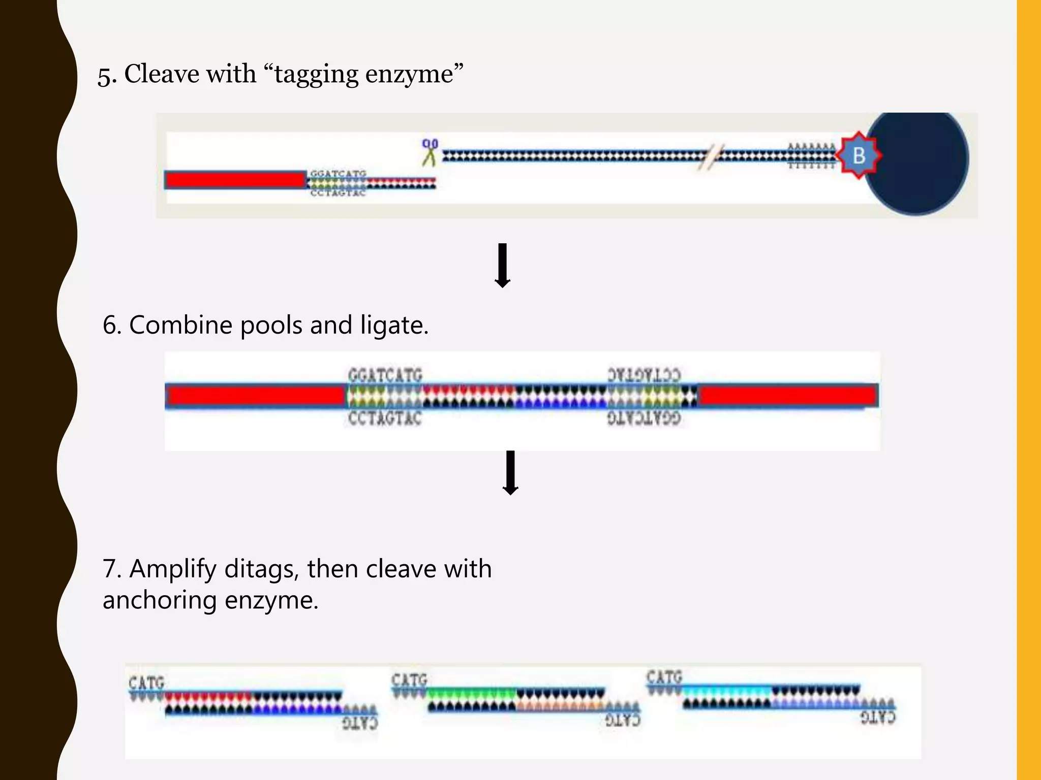 5. Cleave with “tagging enzyme”
6. Combine pools and ligate.
7. Amplify ditags, then cleave with
anchoring enzyme.
 