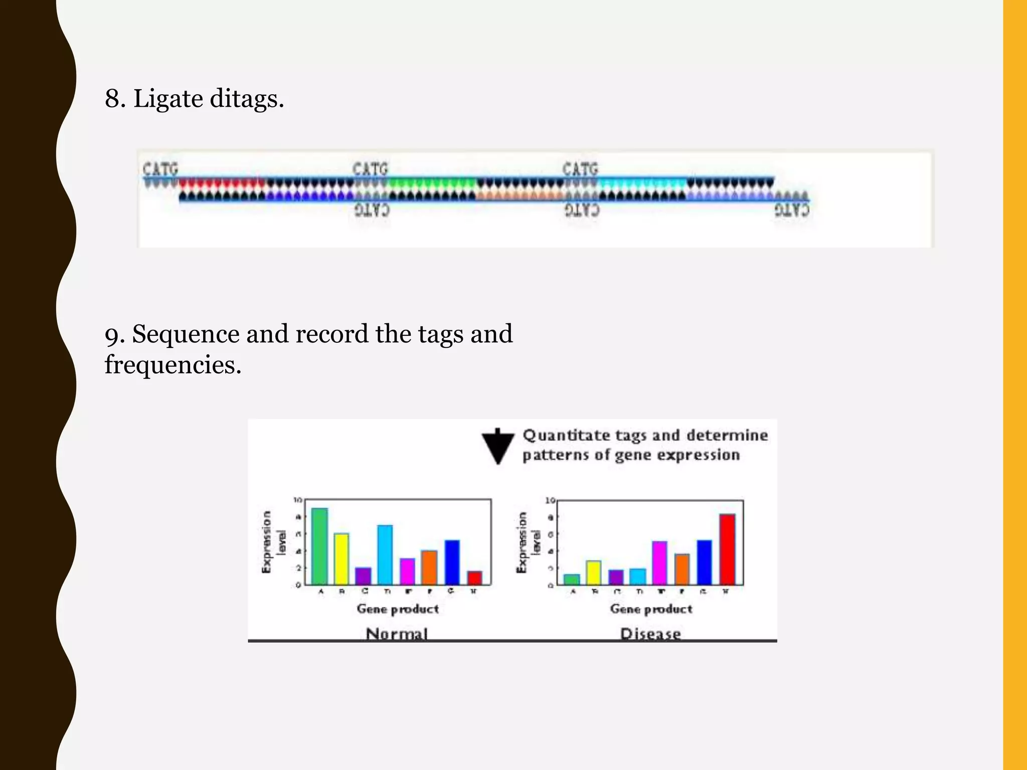 8. Ligate ditags.
9. Sequence and record the tags and
frequencies.
 