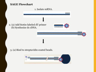 Serial analysis of gene expression | PPTX