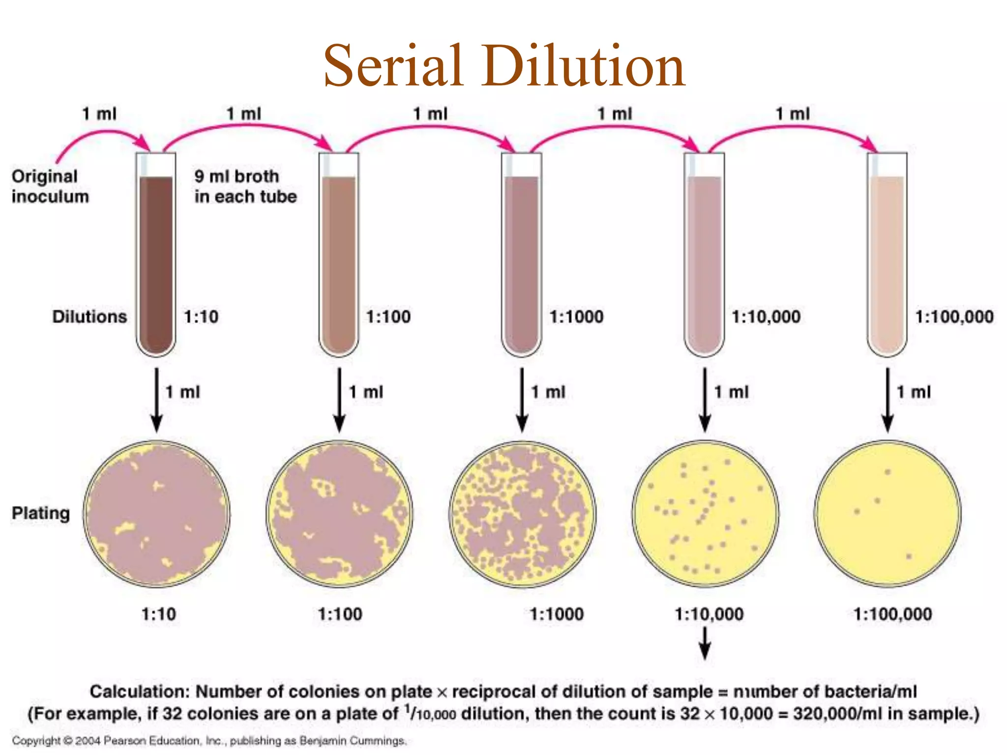 Serial Dilution