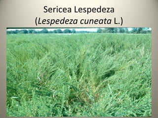 Sericea Lespedeza
(Lespedeza cuneata L.)
 