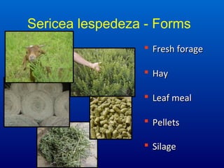 Sericea lespedeza - Forms
 Fresh forageFresh forage
 HayHay
 Leaf mealLeaf meal
 PelletsPellets
 SilageSilage
 