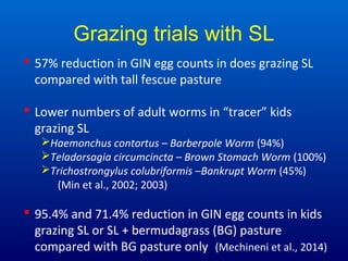 Grazing trials with SL
 57% reduction in GIN egg counts in does grazing SL
compared with tall fescue pasture
 Lower numb...
