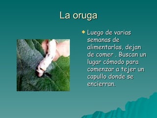 La oruga Luego de varias semanas de alimentarlas, dejan de comer . Buscan un lugar cómodo para comenzar a tejer un capullo donde se encierran. 