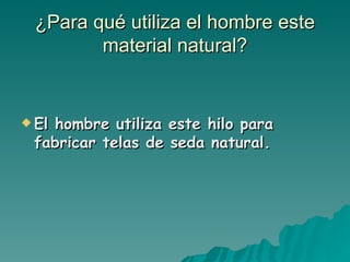 ¿Para qué utiliza el hombre este material natural? El hombre utiliza este hilo para fabricar telas de seda natural. 