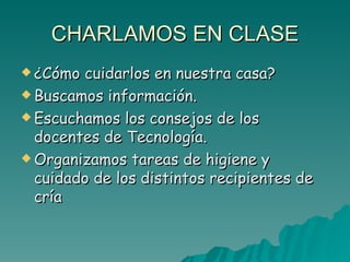 CHARLAMOS EN CLASE ¿Cómo cuidarlos en nuestra casa? Buscamos información. Escuchamos los consejos de los docentes de Tecnología. Organizamos tareas de higiene y cuidado de los distintos recipientes de cría 
