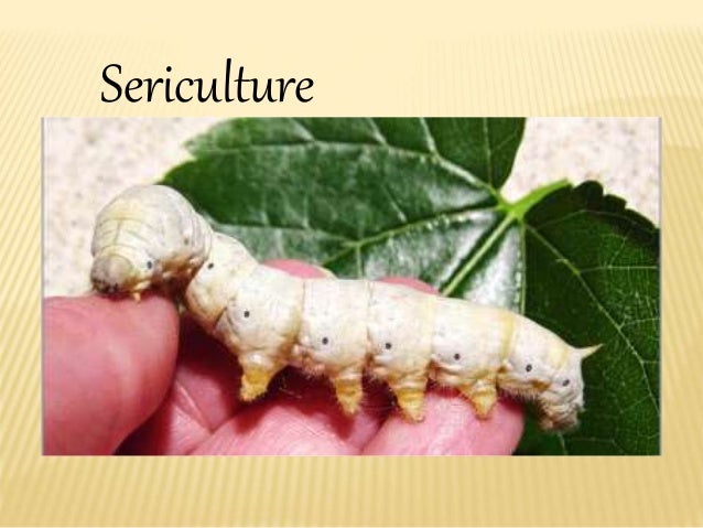 Various Types Of Silk Moth