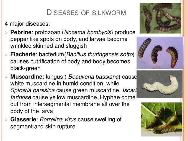 How Many Types Of Silkworms Are There