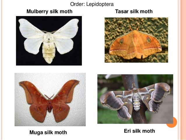 Study Of Different Types Of Silk Moths