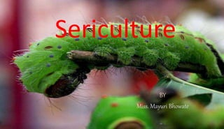 Sericulture
BY
Miss. Mayuri Bhowate
 