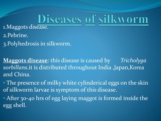 Skin Magots Sericulture | PPTX