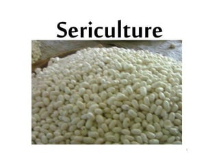 Sericulture Notes.pdf SERICULTURE notes for bsc agriculture students | PPTX