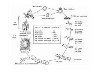 Sericulture Notes.pdf SERICULTURE notes for bsc agriculture students | PPTX