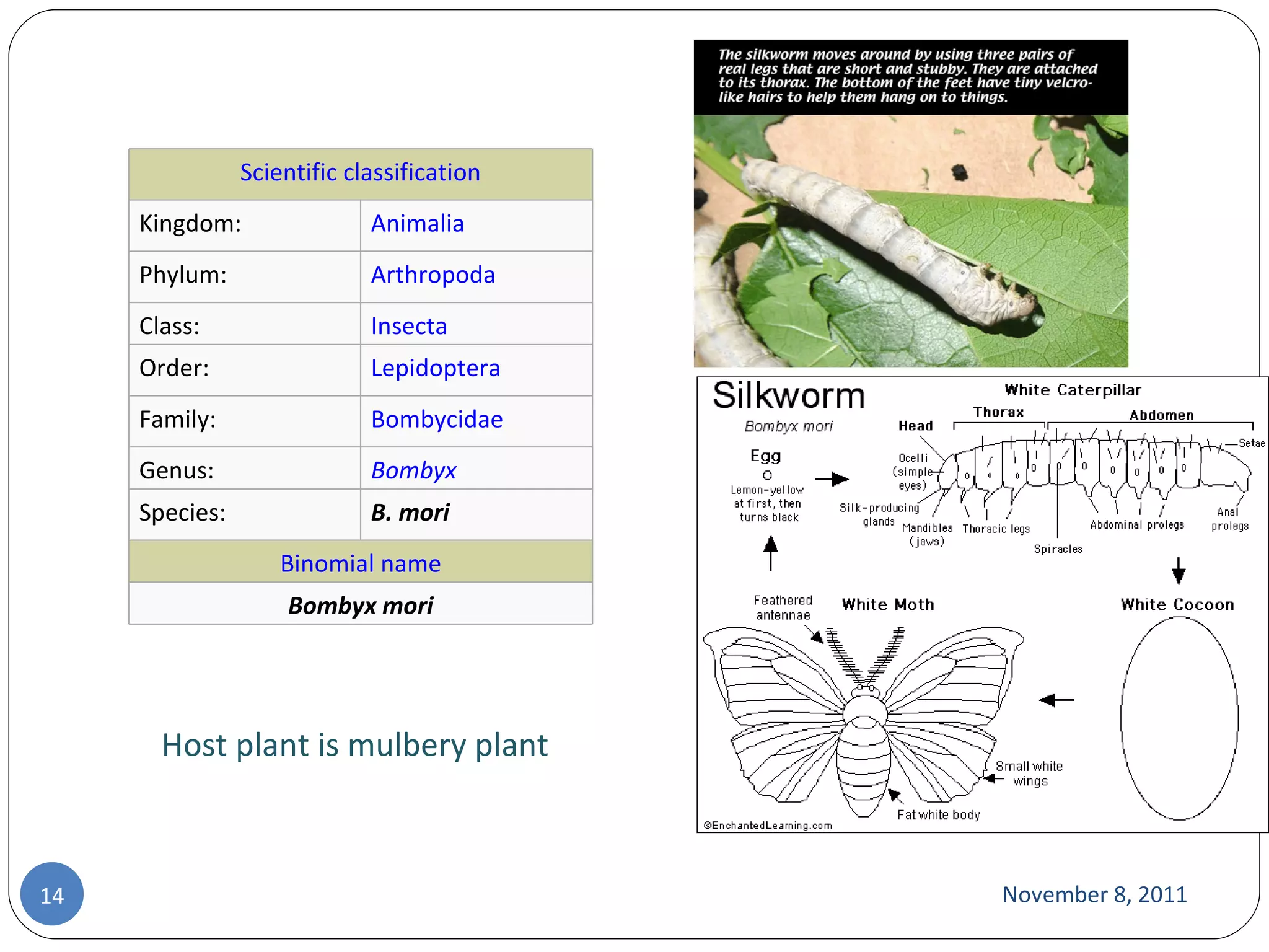 November 8, 2011 Host plant is mulbery plant Scientific classification Kingdom: Animalia Phylum: Arthropoda Class: Insecta Order: Lepidoptera Family: Bombycidae Genus: Bombyx Species: B. mori Binomial name Bombyx mori 
