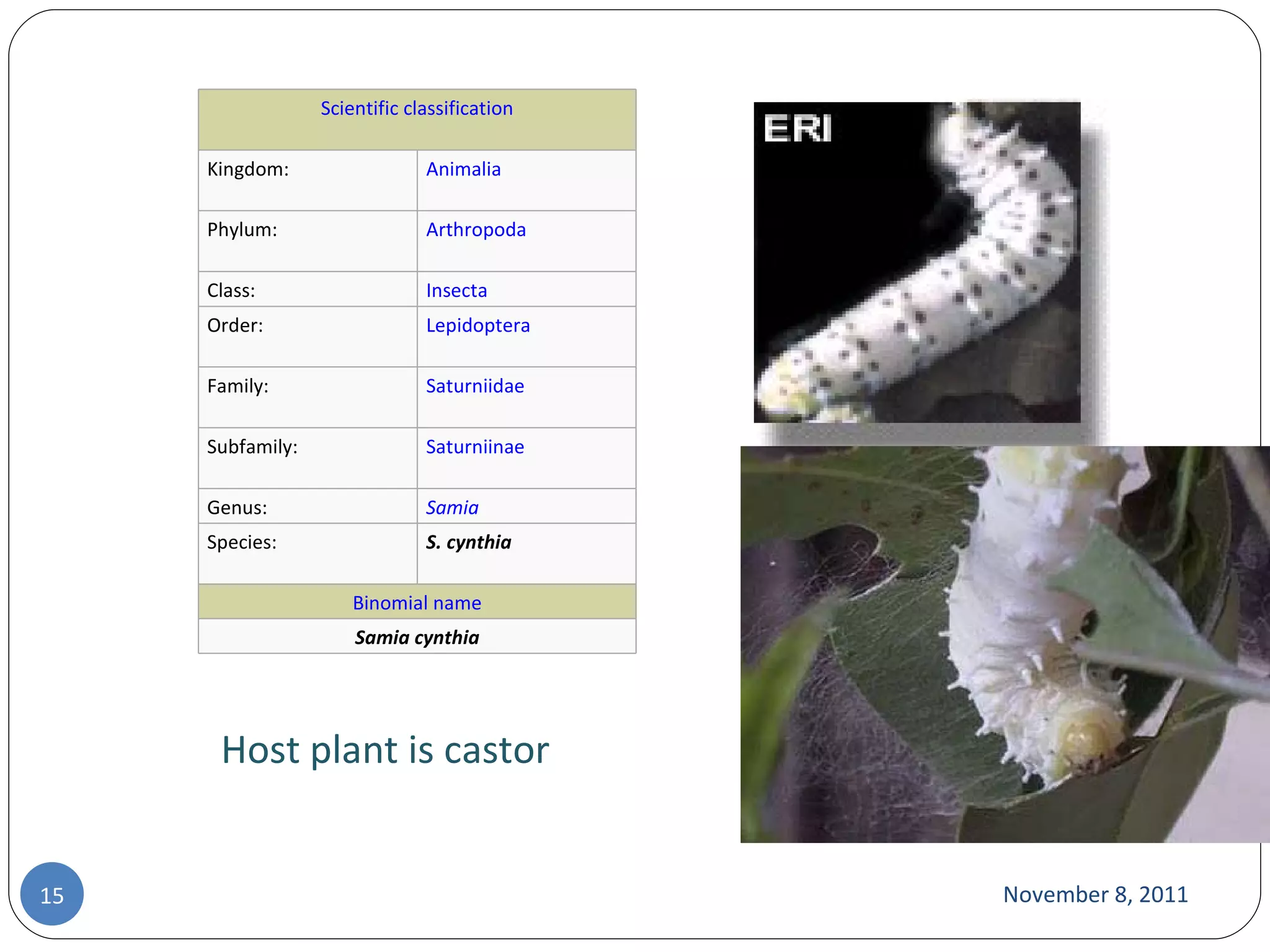 November 8, 2011 Host plant is castor  Scientific classification Kingdom: Animalia Phylum: Arthropoda Class: Insecta Order: Lepidoptera Family: Saturniidae Subfamily: Saturniinae Genus: Samia Species: S. cynthia Binomial name Samia cynthia 