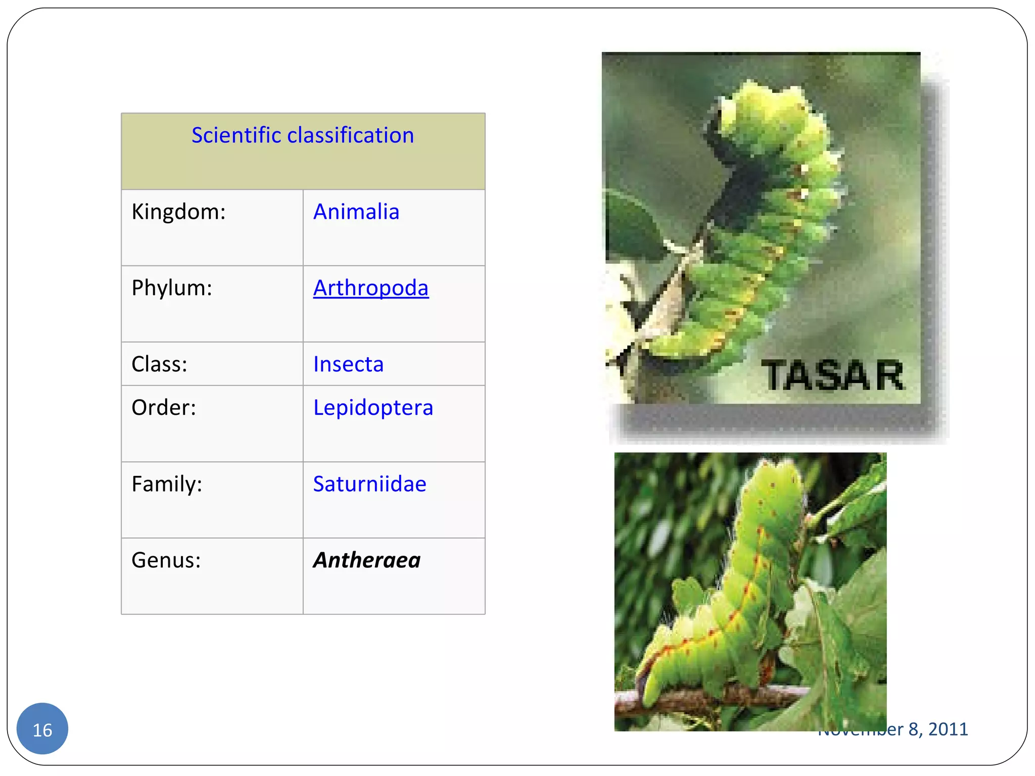 November 8, 2011 Scientific classification Kingdom: Animalia Phylum: Arthropoda Class: Insecta Order: Lepidoptera Family: Saturniidae Genus: Antheraea 