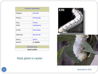 November 8, 2011 Host plant is castor  Scientific classification Kingdom: Animalia Phylum: Arthropoda Class: Insecta Order: Lepidoptera Family: Saturniidae Subfamily: Saturniinae Genus: Samia Species: S. cynthia Binomial name Samia cynthia 