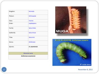 November 8, 2011 Kingdom: Animalia Phylum: Arthropoda Class: Insecta Order: Lepidoptera Family: Saturniidae Subfamily: Saturniinae Tribe: Saturniini Genus: Antheraea Species: A. assamensis Binomial name Antheraea assamensis 