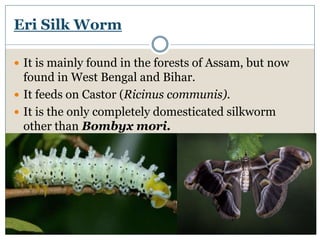 Eri Silk Worm
 It is mainly found in the forests of Assam, but now
found in West Bengal and Bihar.
 It feeds on Castor (Ricinus communis).
 It is the only completely domesticated silkworm
other than Bombyx mori.
 