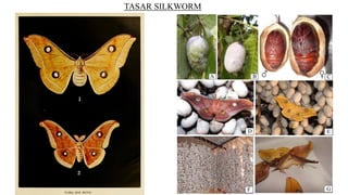 TASAR SILKWORM
 