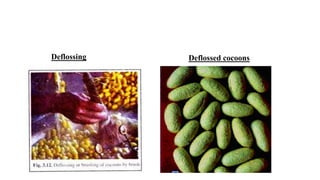 Deflossing Deflossed cocoons
 