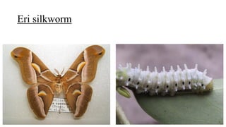 Eri silkworm
 