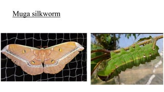 Muga silkworm
 