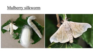 Mulberry silkworm
 