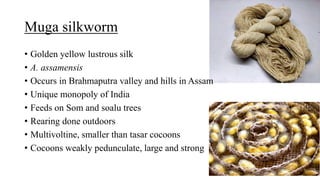 Muga silkworm
• Golden yellow lustrous silk
• A. assamensis
• Occurs in Brahmaputra valley and hills in Assam
• Unique monopoly of India
• Feeds on Som and soalu trees
• Rearing done outdoors
• Multivoltine, smaller than tasar cocoons
• Cocoons weakly pedunculate, large and strong
 