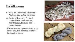 Eri silkworm
a) Wild eri / Ailanthus silkworm –
Philasamia cynthia, bivoltine
b) Castor silkworm - P. ricini,
domesticated, multivoltine,
polyphagous, Primary host –
castor, tapioca
• Cocoons weakly pedunculate, open
at one end, non reelable, white or
brick red in colour
 
