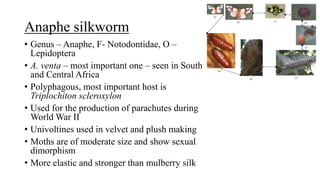Anaphe silkworm
• Genus – Anaphe, F- Notodontidae, O –
Lepidoptera
• A. venta – most important one – seen in South
and Central Africa
• Polyphagous, most important host is
Triplochiton scleroxylon
• Used for the production of parachutes during
World War II
• Univoltines used in velvet and plush making
• Moths are of moderate size and show sexual
dimorphism
• More elastic and stronger than mulberry silk
 