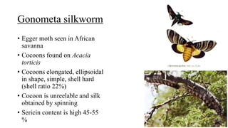 Gonometa silkworm
• Egger moth seen in African
savanna
• Cocoons found on Acacia
torticis
• Cocoons elongated, ellipsoidal
in shape, simple, shell hard
(shell ratio 22%)
• Cocoon is unreelable and silk
obtained by spinning
• Sericin content is high 45-55
%
 