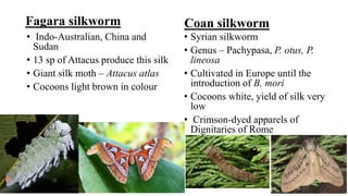 Fagara silkworm
• Indo-Australian, China and
Sudan
• 13 sp of Attacus produce this silk
• Giant silk moth – Attacus atlas
• Cocoons light brown in colour
Coan silkworm
• Syrian silkworm
• Genus – Pachypasa, P. otus, P.
lineosa
• Cultivated in Europe until the
introduction of B. mori
• Cocoons white, yield of silk very
low
• Crimson-dyed apparels of
Dignitaries of Rome
 
