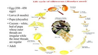 • Egg (350 - 450
eggs)
• Larva (4 moults)
• Pupa (chrysalis)
• Cocoon – white,
bed of pupa
whose outer
threads are
irregular while
the inner threads
are regular
• Adult
 
