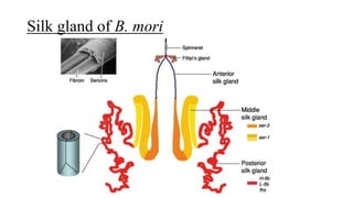 Silk gland of B. mori
 