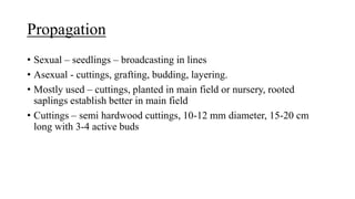 Propagation
• Sexual – seedlings – broadcasting in lines
• Asexual - cuttings, grafting, budding, layering.
• Mostly used – cuttings, planted in main field or nursery, rooted
saplings establish better in main field
• Cuttings – semi hardwood cuttings, 10-12 mm diameter, 15-20 cm
long with 3-4 active buds
 