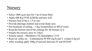 Nursery
• Select 1800 sq.m area for 1 ha of main field
• Apply 600 Kg FYM @20t/ha and mix well
• Nursery bed of 4m x 1.5 m size
• Provide drainage channel and avoid shady area
• Pre treatment of cutting – 1 Kg Azospirillum in 40l of water
• Keep the bottom end of the cuttings for 30 minutes in it
• Irrigate the nursery once in 3 days
• Termite attack – Malathion 5 D, Quinalphos 1.5 D
• Root rot/ collar rot – Carbendazim 50 WP (2g/l) and T. viridae 0.5g/m2
• After weeding apply 100g of urea/m2 between 55 and 60 DAP
 