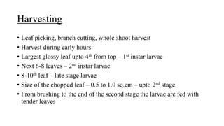 Harvesting
• Leaf picking, branch cutting, whole shoot harvest
• Harvest during early hours
• Largest glossy leaf upto 4th from top – 1st instar larvae
• Next 6-8 leaves – 2nd instar larvae
• 8-10th leaf – late stage larvae
• Size of the chopped leaf – 0.5 to 1.0 sq.cm – upto 2nd stage
• From brushing to the end of the second stage the larvae are fed with
tender leaves
 