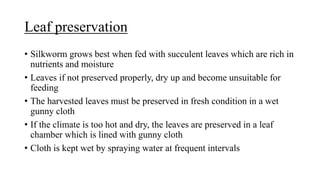 Leaf preservation
• Silkworm grows best when fed with succulent leaves which are rich in
nutrients and moisture
• Leaves if not preserved properly, dry up and become unsuitable for
feeding
• The harvested leaves must be preserved in fresh condition in a wet
gunny cloth
• If the climate is too hot and dry, the leaves are preserved in a leaf
chamber which is lined with gunny cloth
• Cloth is kept wet by spraying water at frequent intervals
 