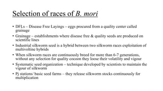 Selection of races of B. mori
• DFLs – Disease Free Layings – eggs procured from a quality center called
grainage
• Grainage – establishments where disease free & quality seeds are produced on
scientific lines
• Industrial silkworm seed is a hybrid between two silkworm races exploitation of
multivoltine hybrids
• When silkworm races are continuously breed for more than 6-7 generations,
without any selection for quality cocoon they loose their volatility and vigour
• Systematic seed organization – technique developed by scientists to maintain the
vigour of silkworm
• Pj stations/ basic seed farms – they release silkworm stocks continuously for
multiplication
 