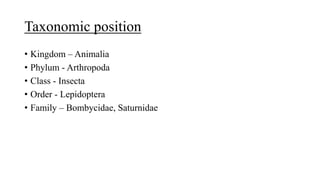 Taxonomic position
• Kingdom – Animalia
• Phylum - Arthropoda
• Class - Insecta
• Order - Lepidoptera
• Family – Bombycidae, Saturnidae
 