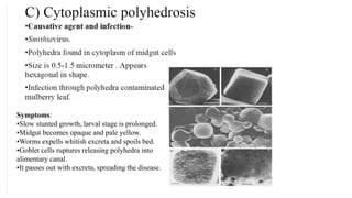 Symptoms:
•Slow stunted growth, larval stage is prolonged.
•Midgut becomes opaque and pale yellow.
•Worms expells whitish excreta and spoils bed.
•Goblet cells ruptures releasing polyhedra into
alimentary canal.
•It passes out with excreta, spreading the disease.
 