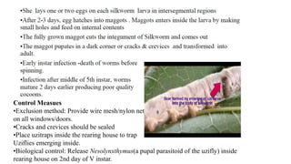 Control Measues
•Exclusion method: Provide wire mesh/nylon net
on all windows/doors.
•Cracks and crevices should be sealed
•Place uzitraps inside the rearing house to trap
Uziflies emerging inside.
•Biological control: Release Nesolynxthymus(a pupal parasitoid of the uzifly) inside
rearing house on 2nd day of V instar.
 