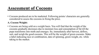 Assessment of Cocoons
• Cocoons produced are to be marketed. Following points/ characters are generally
considered to assess the cocoons in fixing the price.
A. Cocoon Weight:
• Cocoons are being sold on a weight basis. You will find that the weight of the
cocoons gradually decreases due to moisture loss and consumption of fat till the
pupa transforms into moth and emerges. So, immediately after harvest, defloss,
sort, and weigh the good cocoons. This will be the weight of green cocoons. Make
a label indicating race or combination, date of spinning, green weight, etc. while
taking to the market.
 